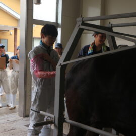 【動物科学科】牛の採卵・移植実習をおこないました！