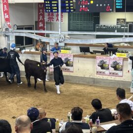 【動物科学科】子牛市場の見学をしました！