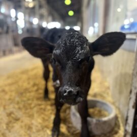 【動物科学科】子牛が生まれました！