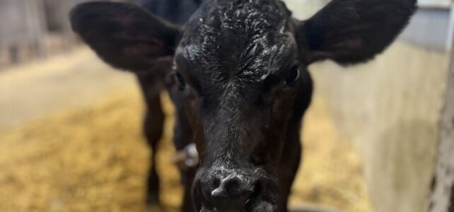 【動物科学科】子牛が生まれました！