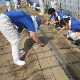 【植物科学科】カブの栽培