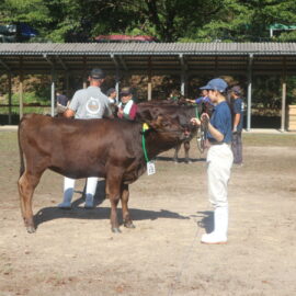 【動物科学科】出雲地区共進会に参加しました。