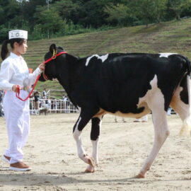 【動物科学科】島根県種畜共進会に参加しました！