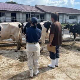 【動物科学科】農業クラブ全国大会（家畜審査競技会）に向けて勉強しています！