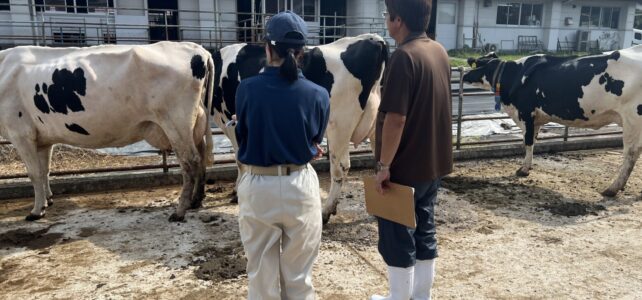 【動物科学科】農業クラブ全国大会（家畜審査競技会）に向けて勉強しています！