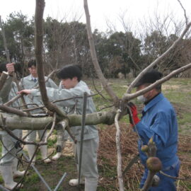 【植物科学科】果樹　イチジクの剪定実習を行いました